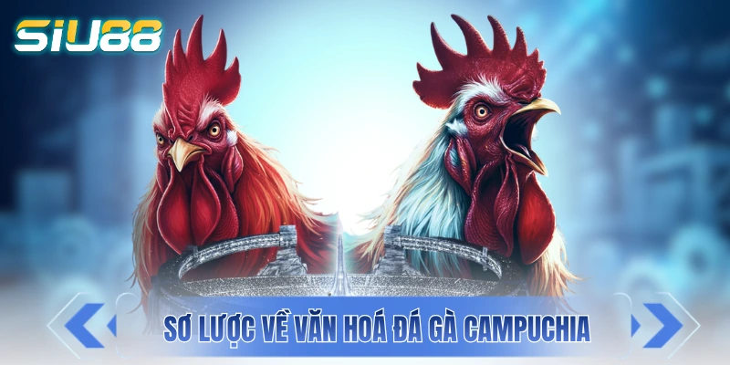 Đá Gà Campuchia - “Cái Nôi” Của Giới Chọi Kê Đông Nam Á Giới thiệu sơ lược về văn hoá đá gà Campuchia
