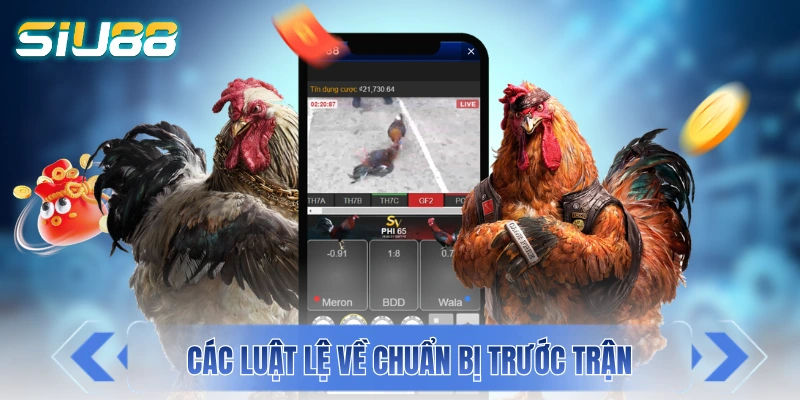 Đá Gà Campuchia - “Cái Nôi” Của Giới Chọi Kê Đông Nam Á Các luật lệ về chuẩn bị trước trận đá gà Campuchia