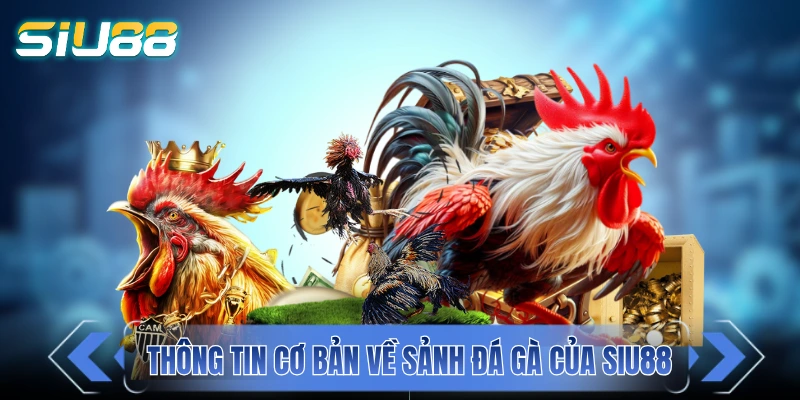 Đá Gà SIU88 - Cuồng Nhiệt Cùng Chiến Kê Mãn Nhãn Từng Giây Thông tin cơ bản về sảnh đá gà của SIU88